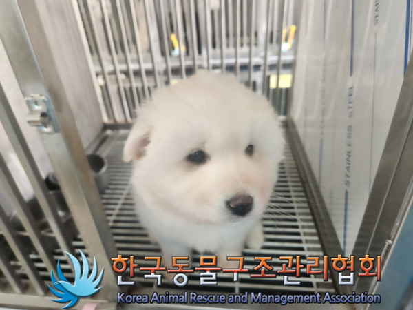 종료(입양) 믹스견…